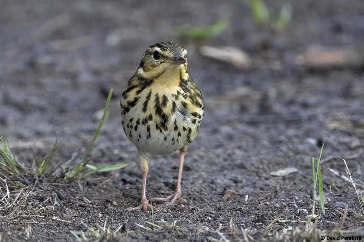 Prispolone indiano - ML644504120