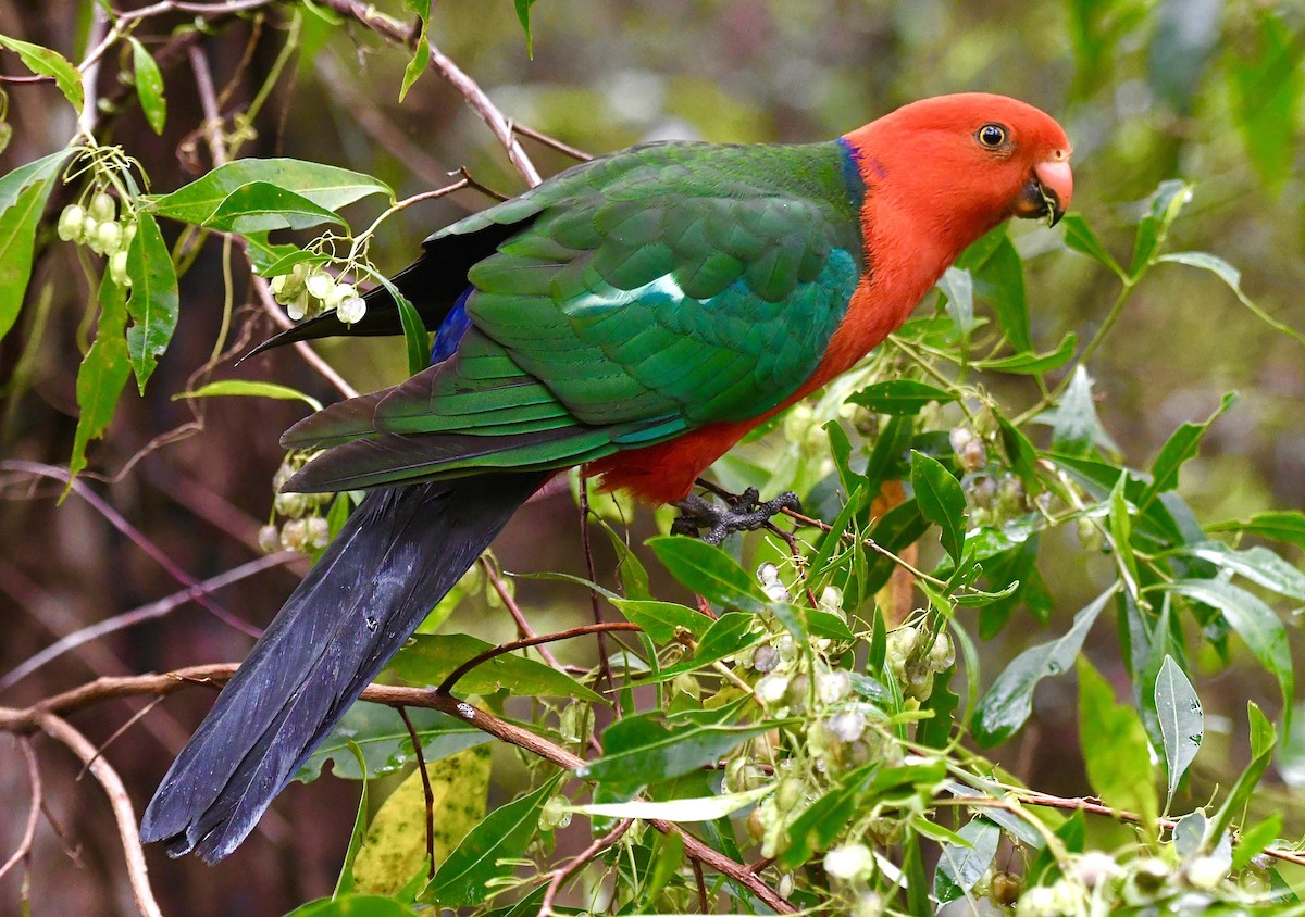 Australian King-Parrot - ML644504121