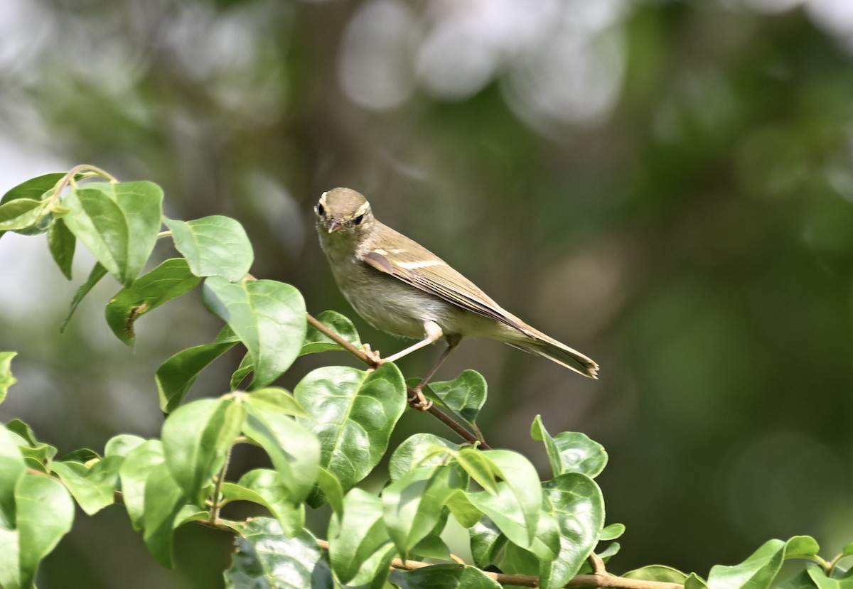 Вівчарик амурський - ML644504122