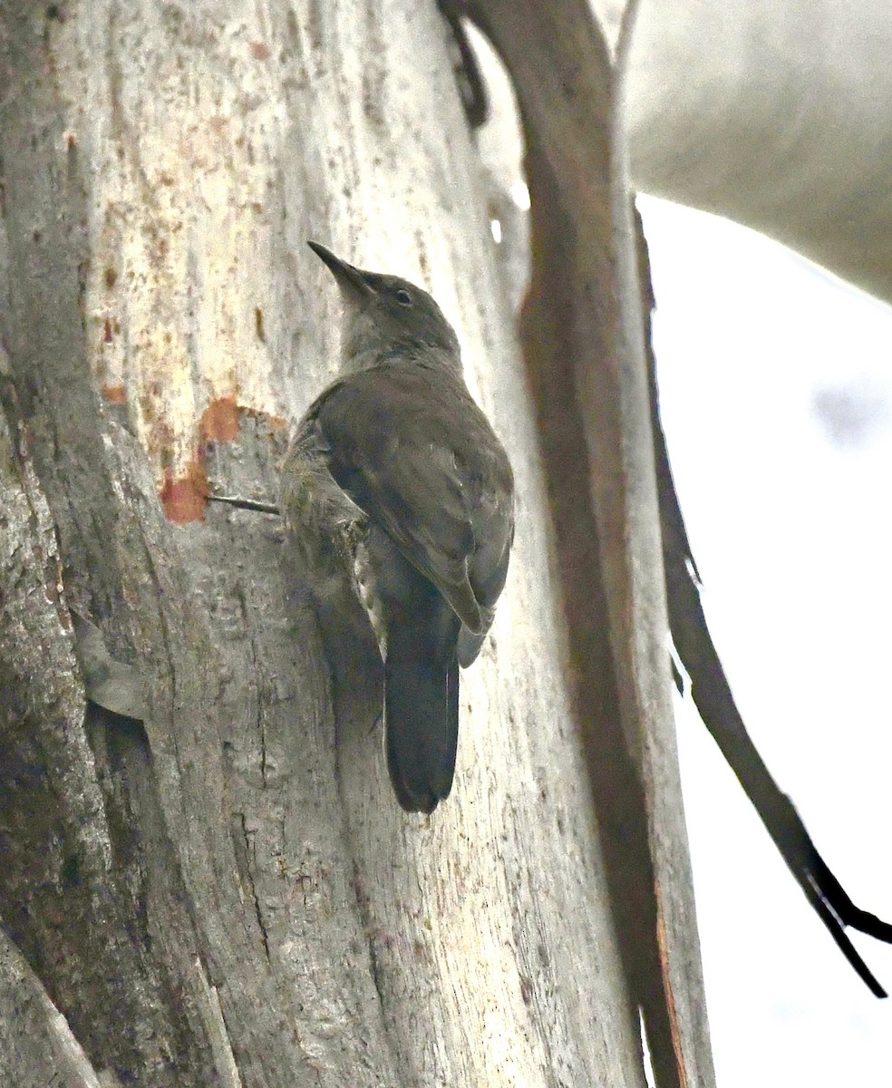 Red-browed Treecreeper - ML644504130
