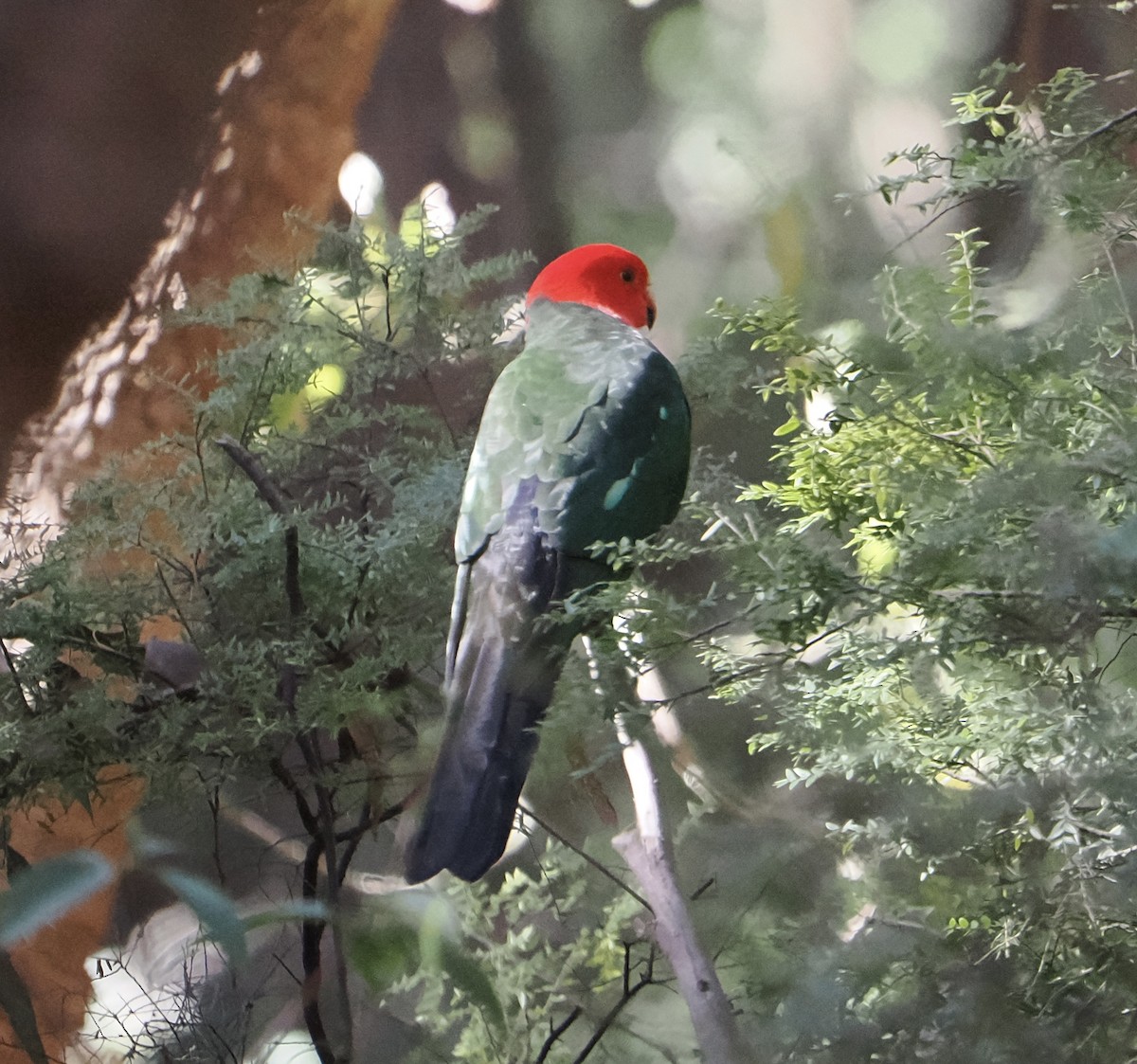 Australian King-Parrot - ML644504145