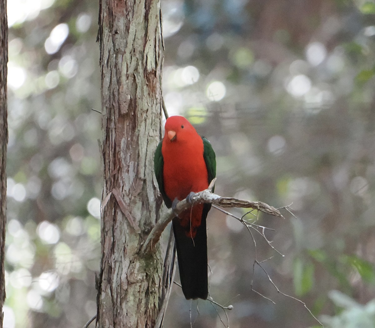 Australian King-Parrot - ML644504146