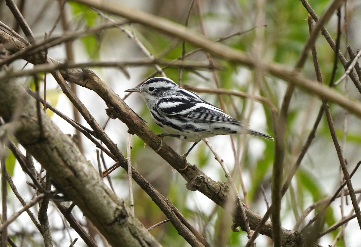Black-and-white Warbler - ML644504147