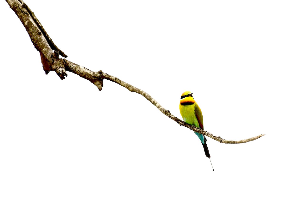 彩虹蜂虎 - ML644504156