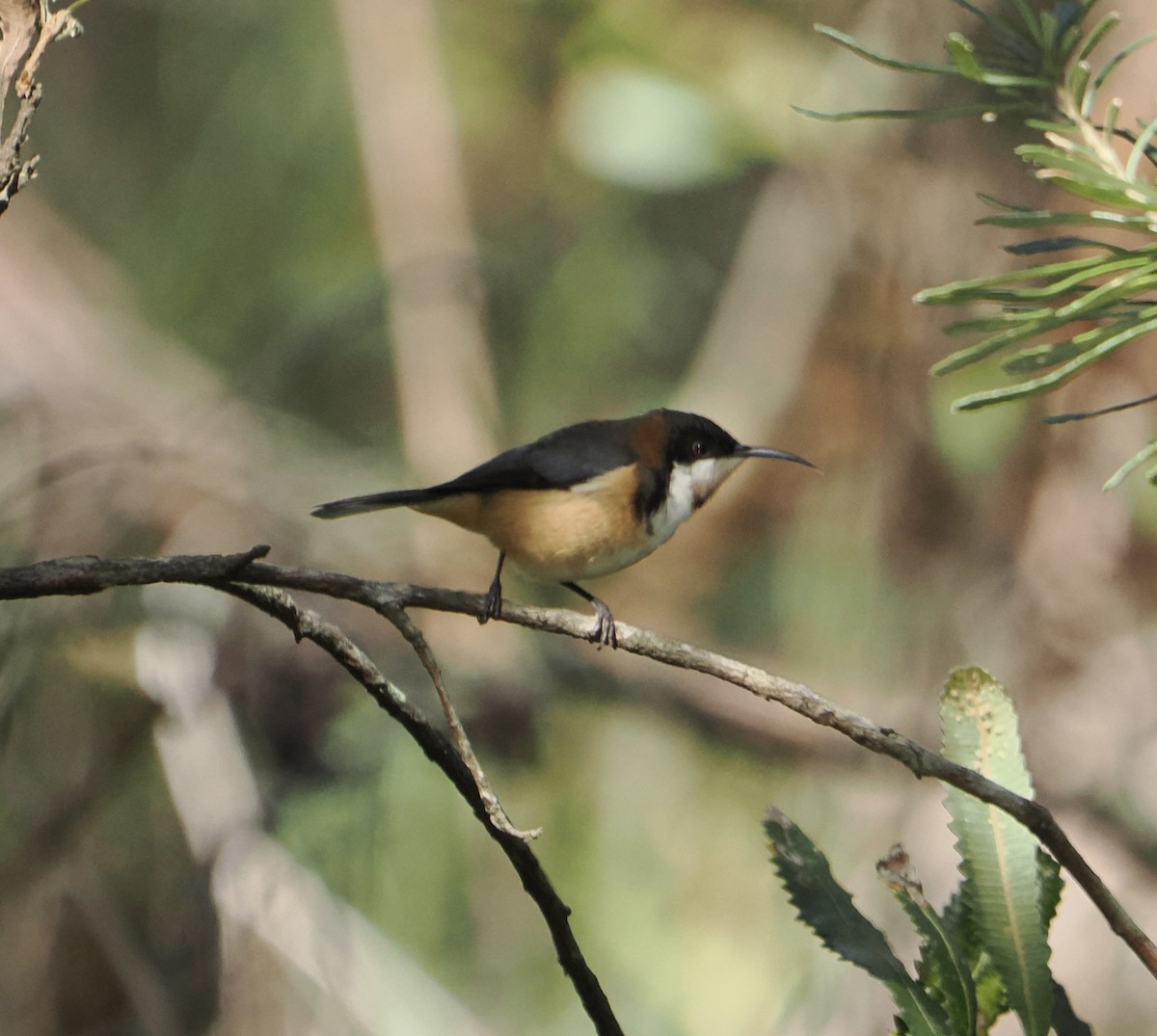 Eastern Spinebill - ML644504164