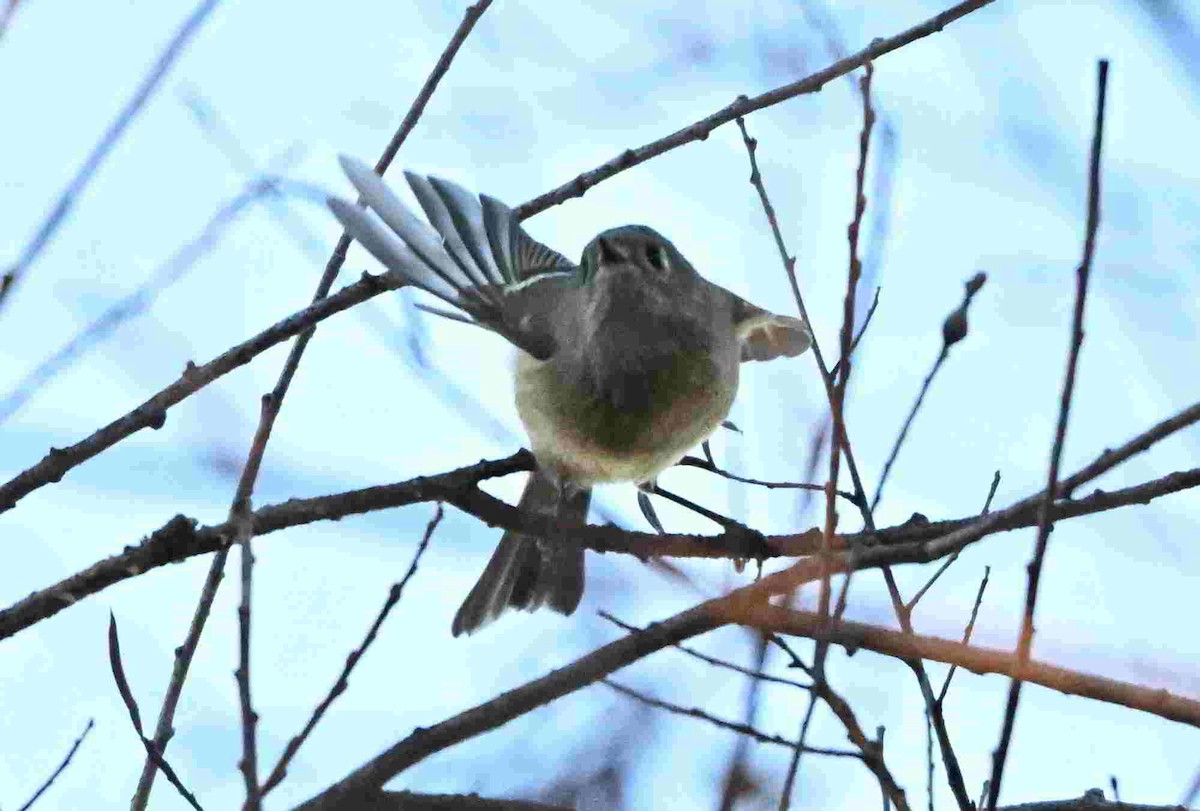 Ruby-crowned Kinglet - ML644504165