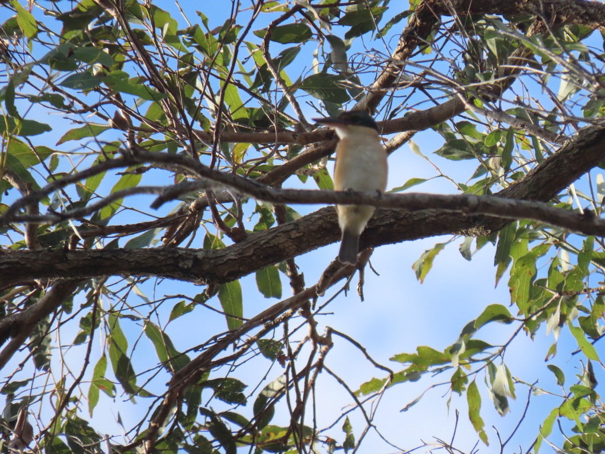 ledňáček posvátný - ML644504167