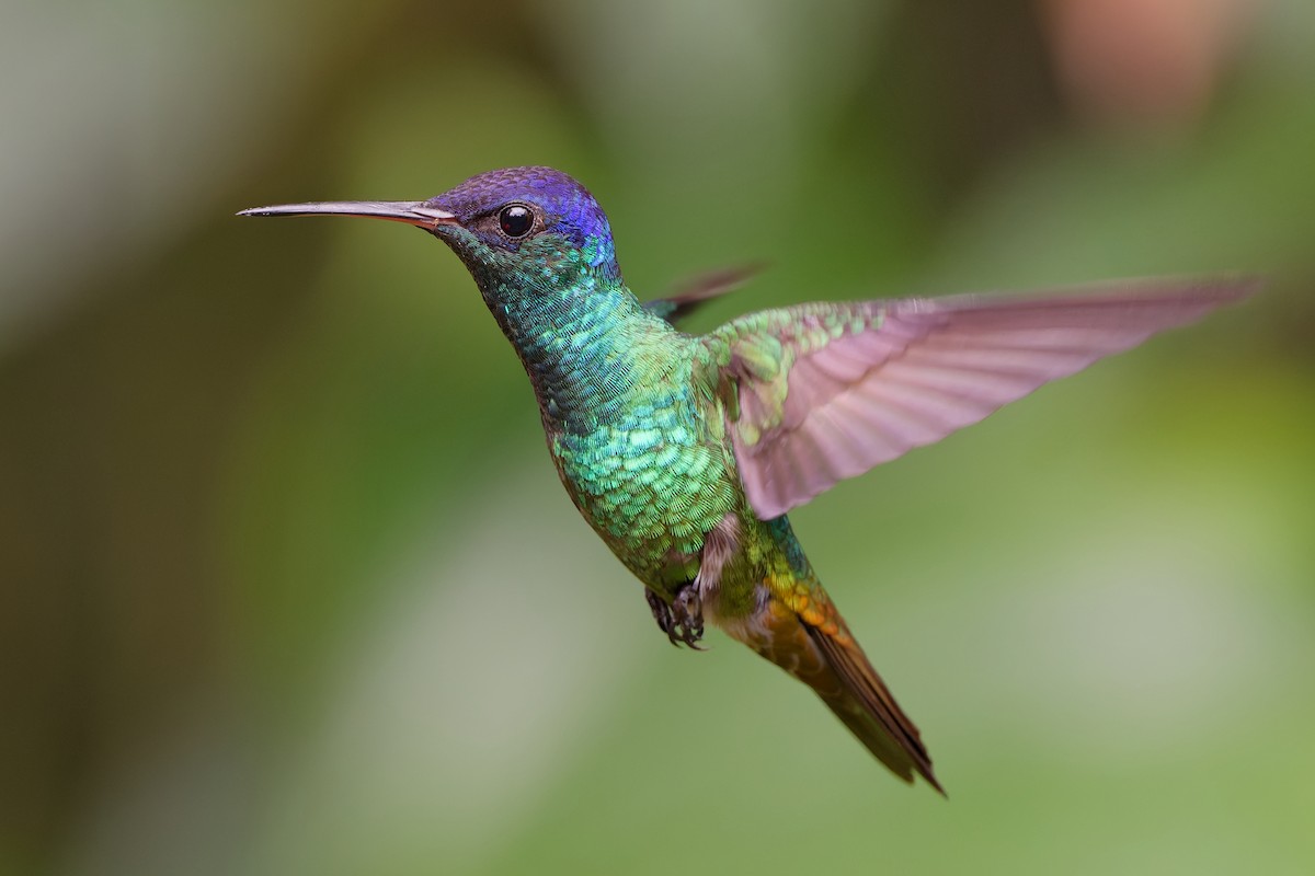 Altın Kuyruklu Zümrüt - ML644504177