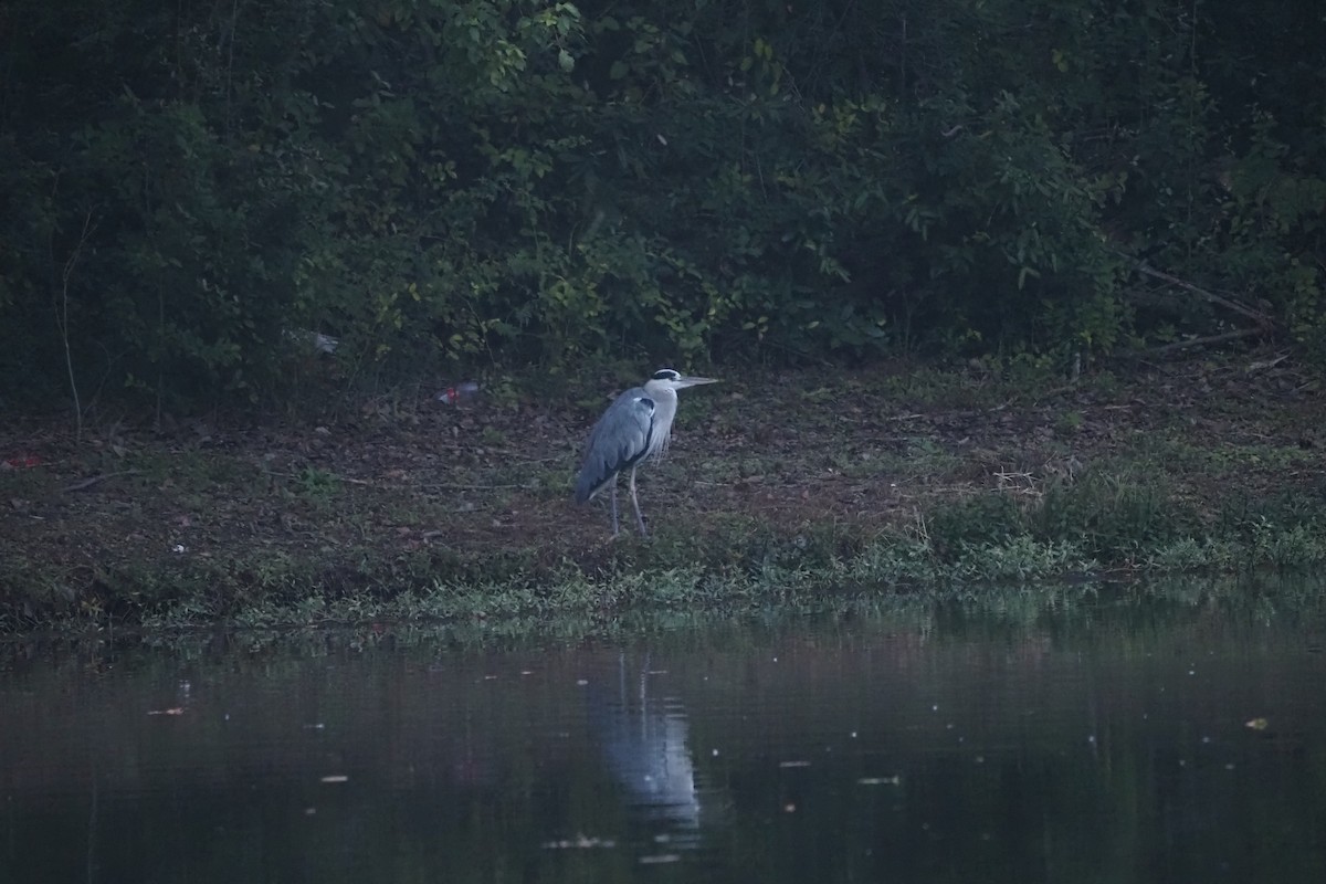 Gray Heron - ML644504181