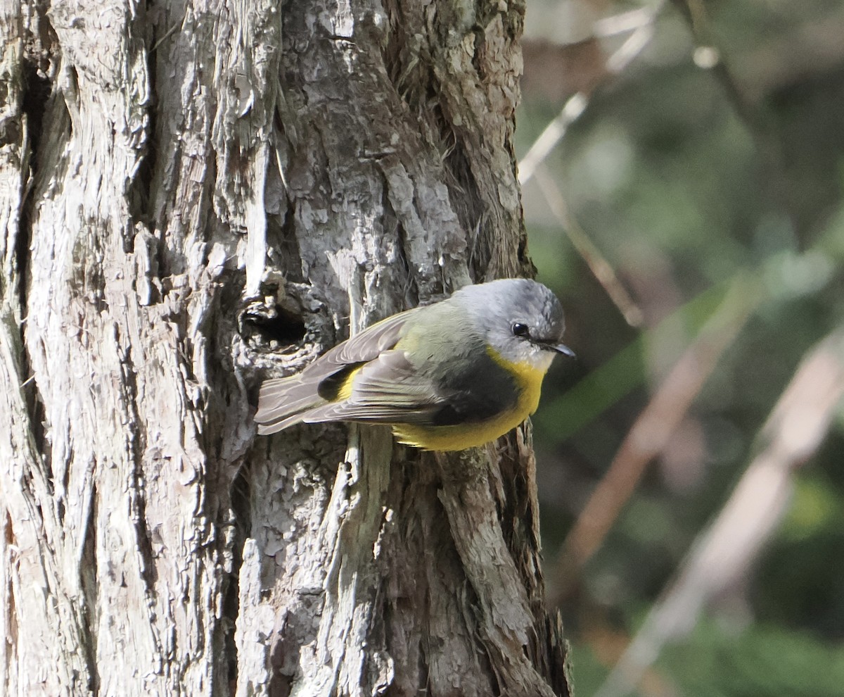 lejsčík žlutý - ML644504187