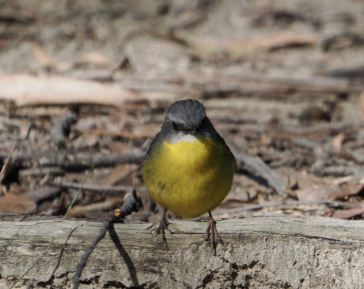 lejsčík žlutý - ML644504188