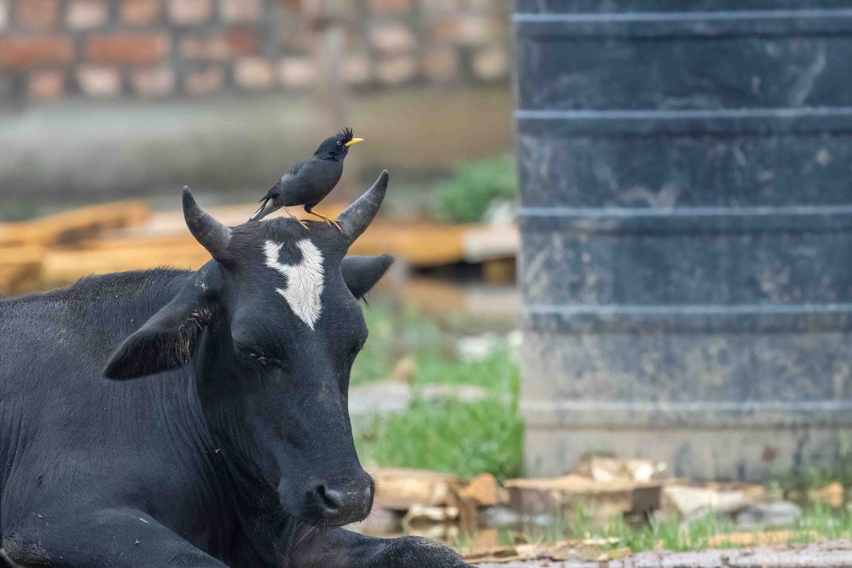 Great Myna - ML644504190