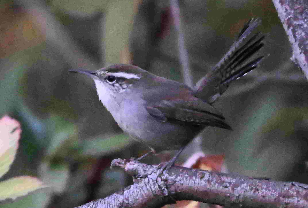 Troglodyte de Bewick - ML644504192