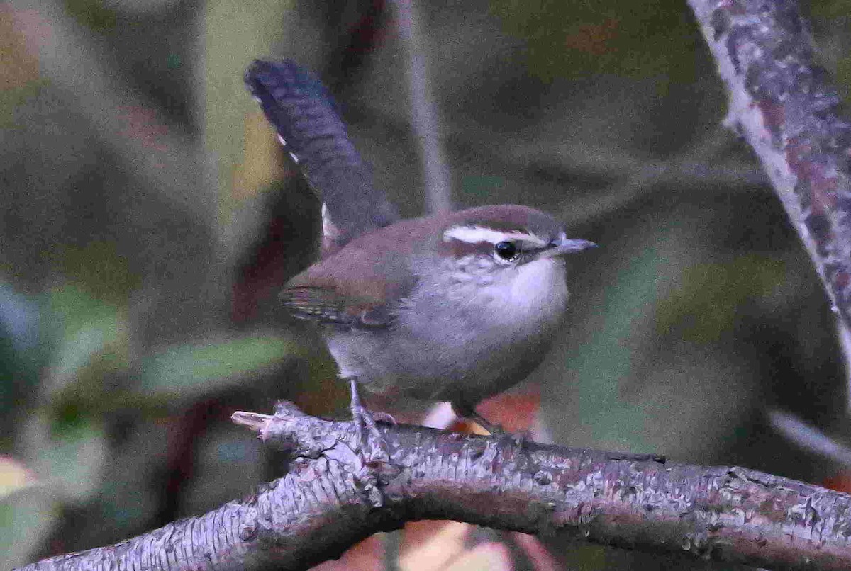 Troglodyte de Bewick - ML644504196