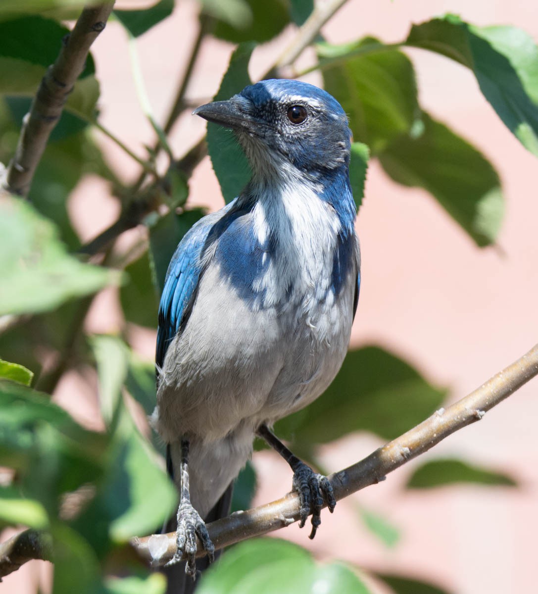 Калифорнийская сойка - ML644504197