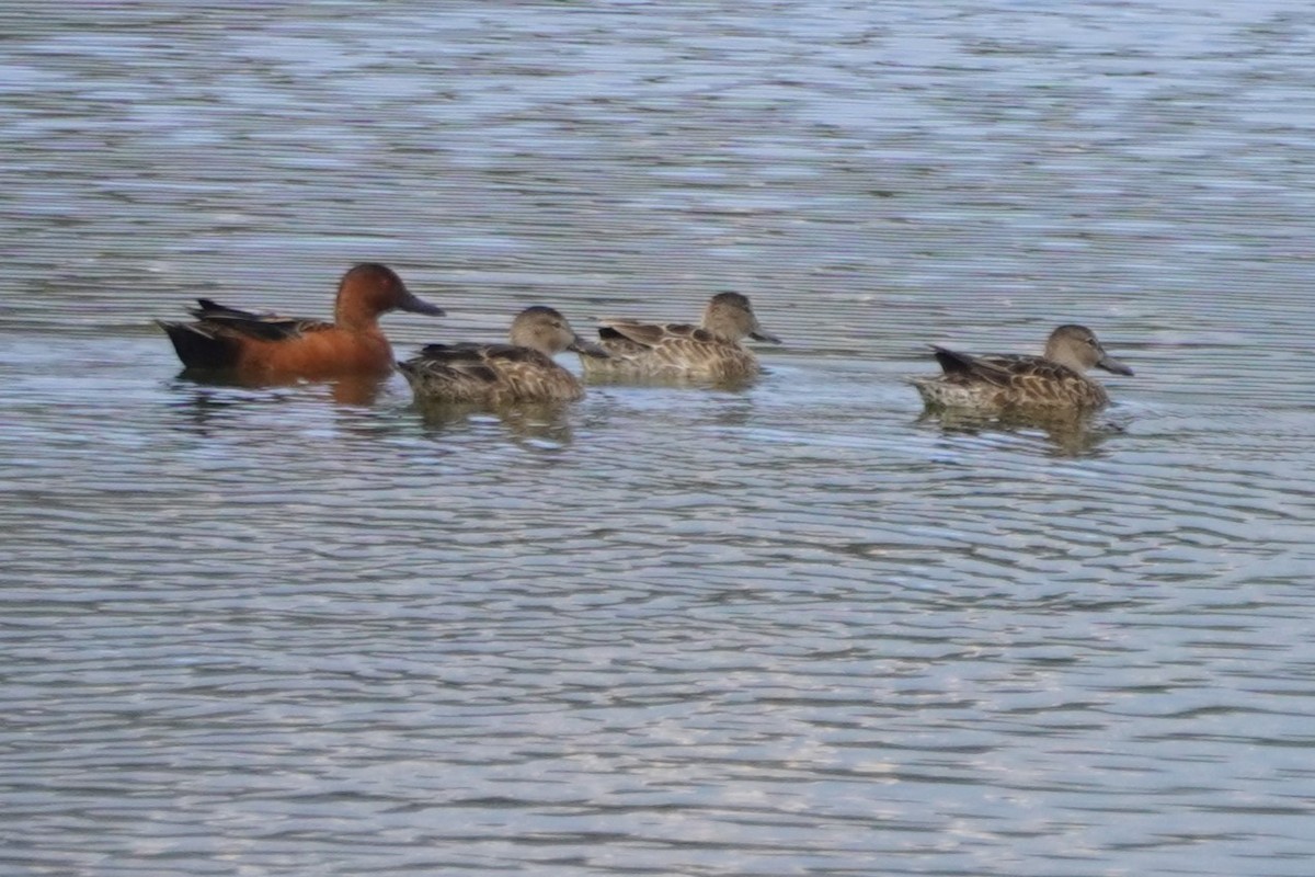 kaneland - ML644504203