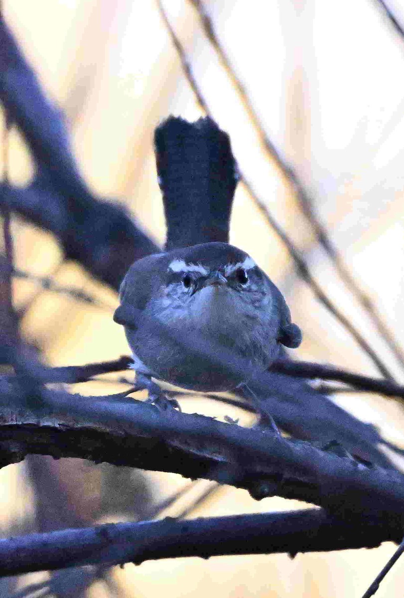 Troglodyte de Bewick - ML644504206