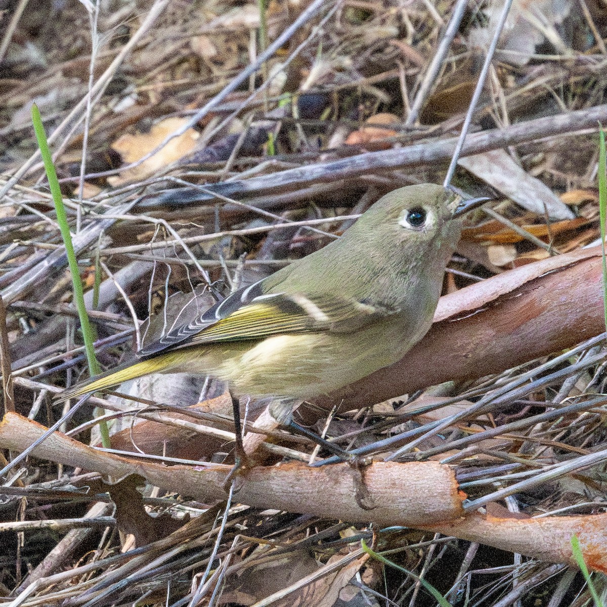 Ruby-crowned Kinglet - ML644504208