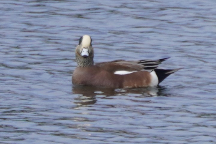 amerikablesand - ML644504209