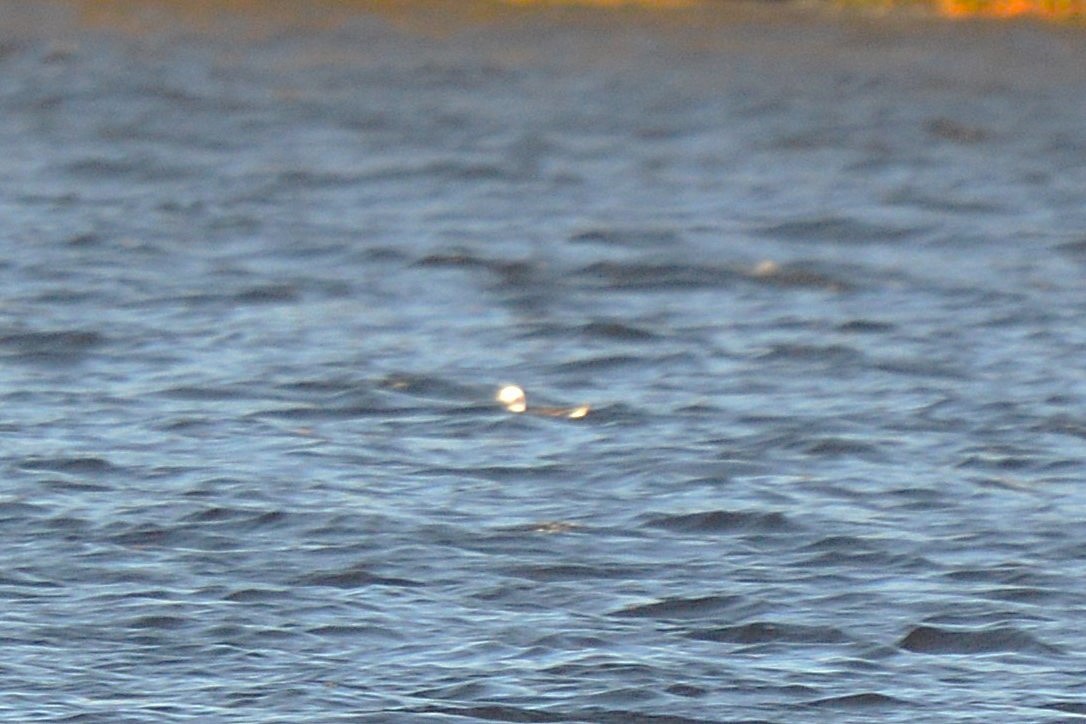 Long-tailed Duck - ML644504210