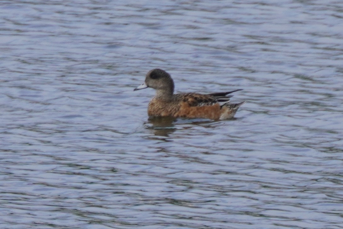 amerikablesand - ML644504212