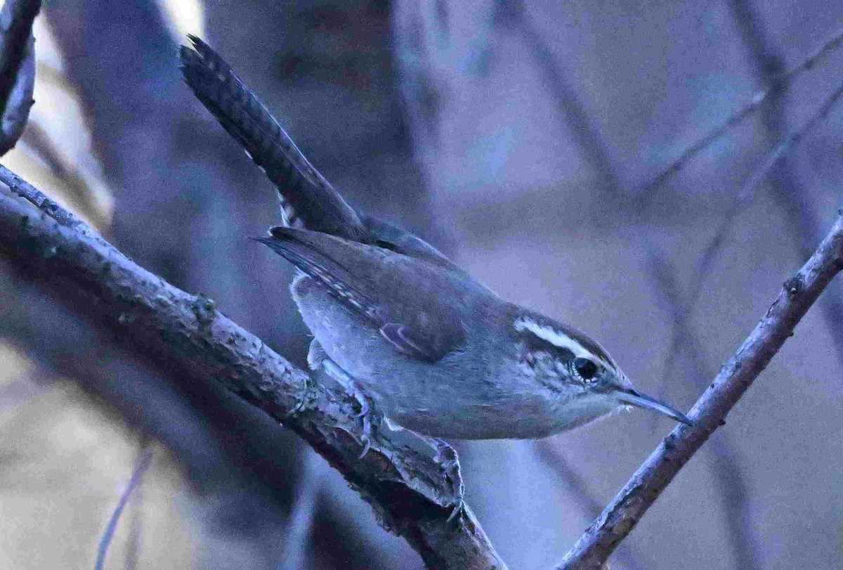 Troglodyte de Bewick - ML644504213