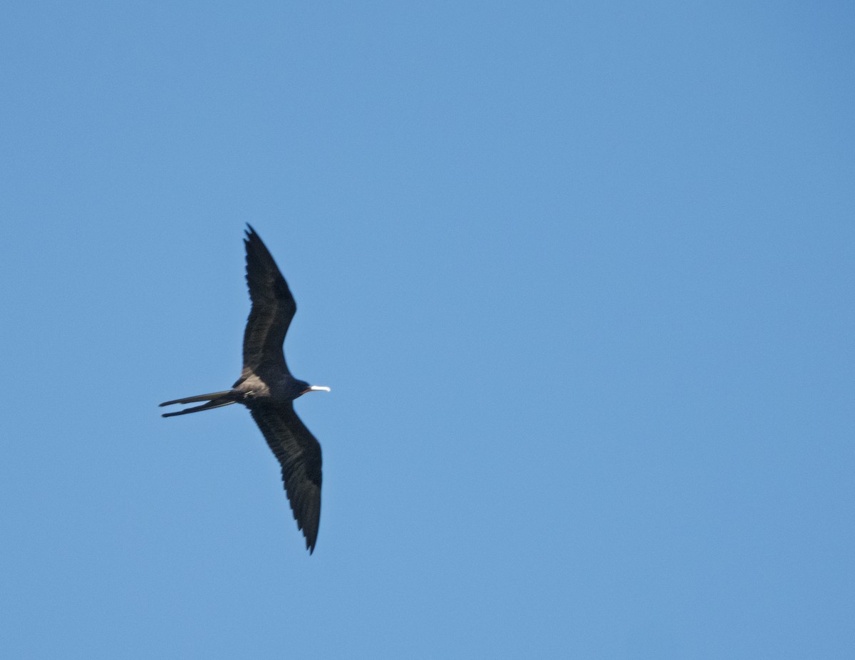 Prachtfregattvogel - ML644504216