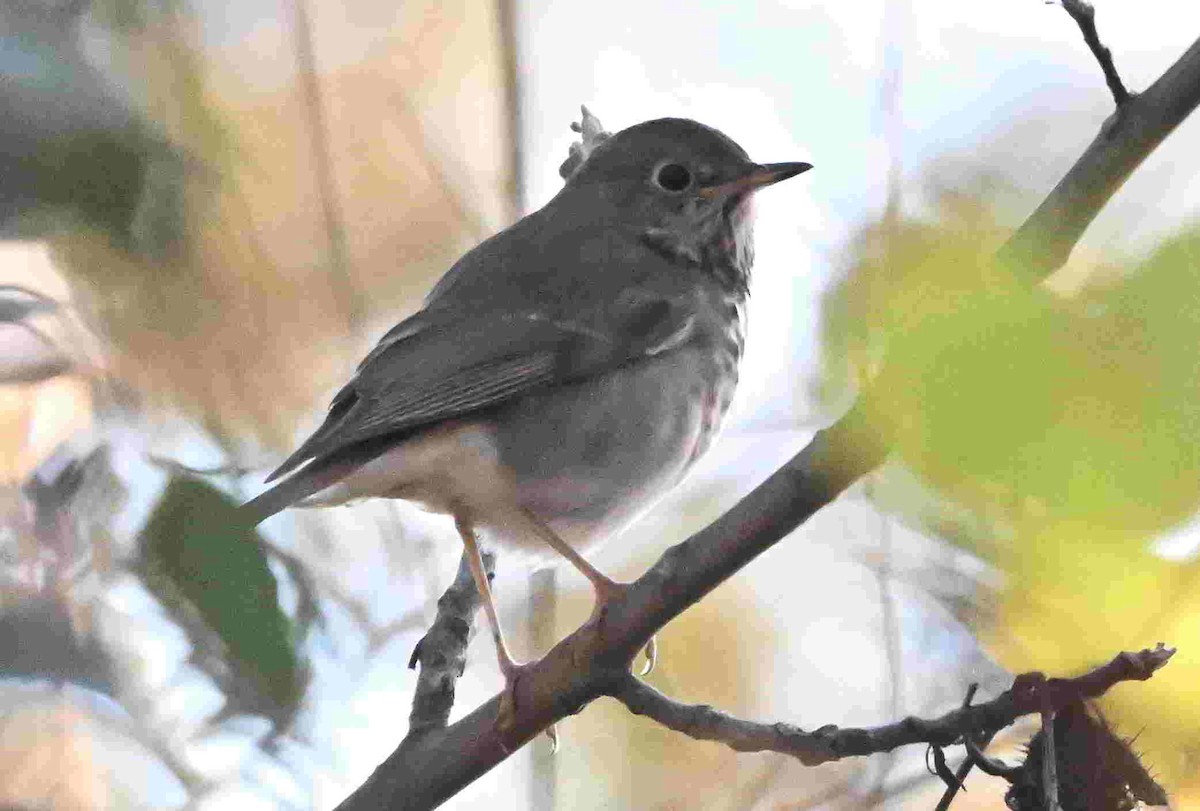 Grive solitaire - ML644504217