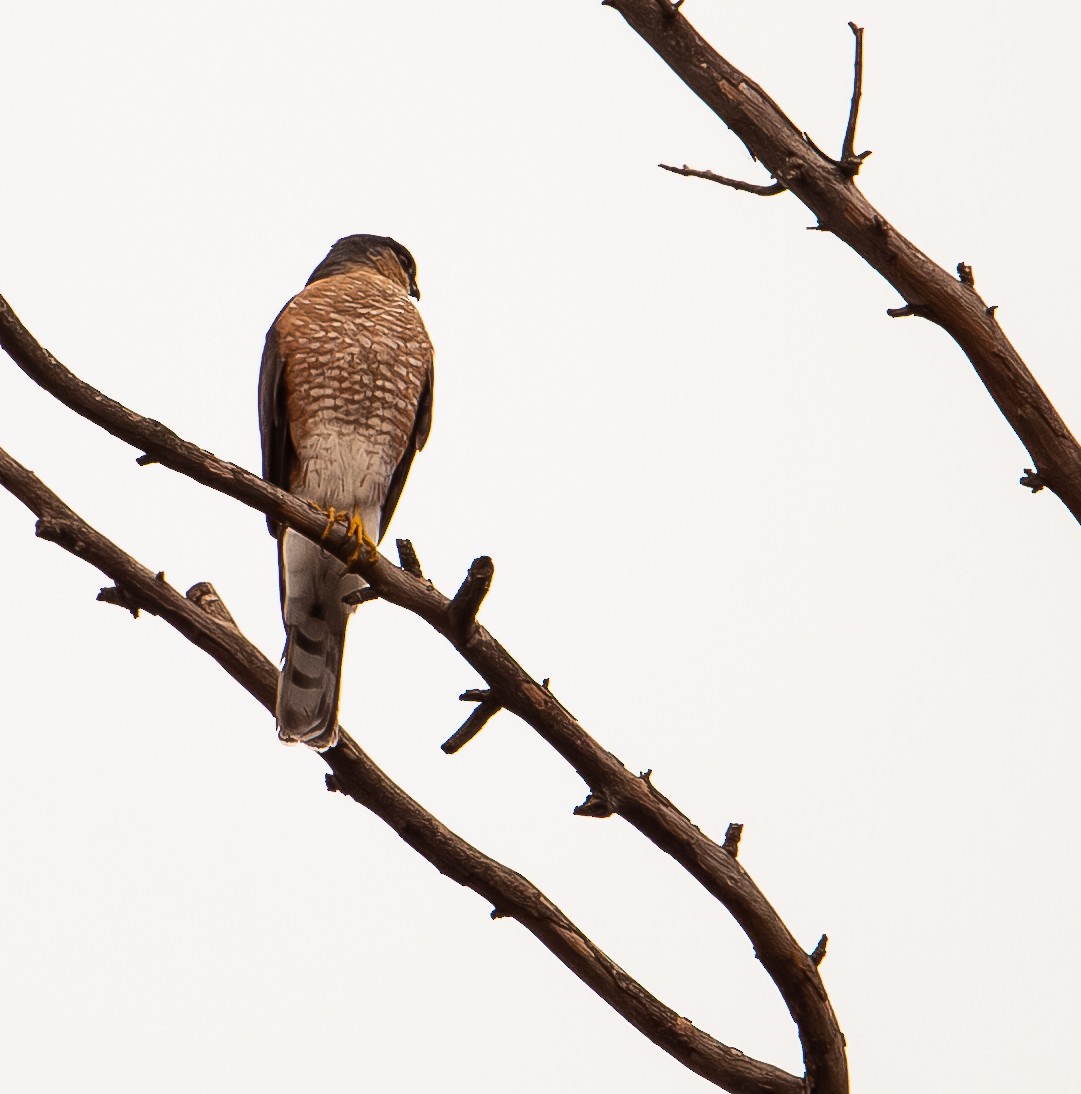 Sharp-shinned Hawk - ML644504224