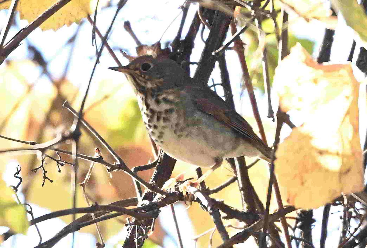 Grive solitaire - ML644504228