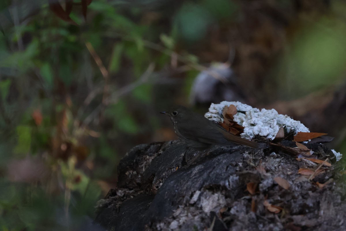 Grive solitaire - ML644504230