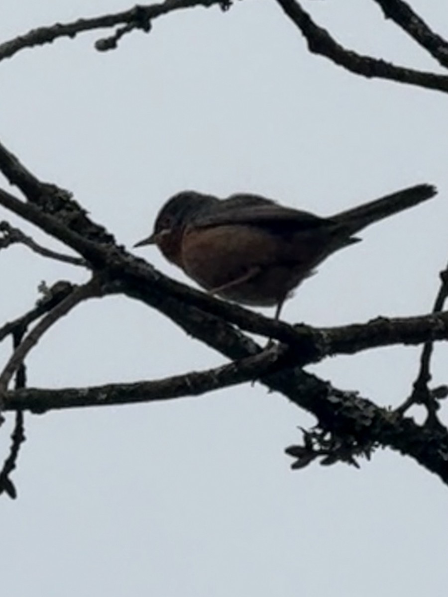 Western Subalpine Warbler - ML644504231