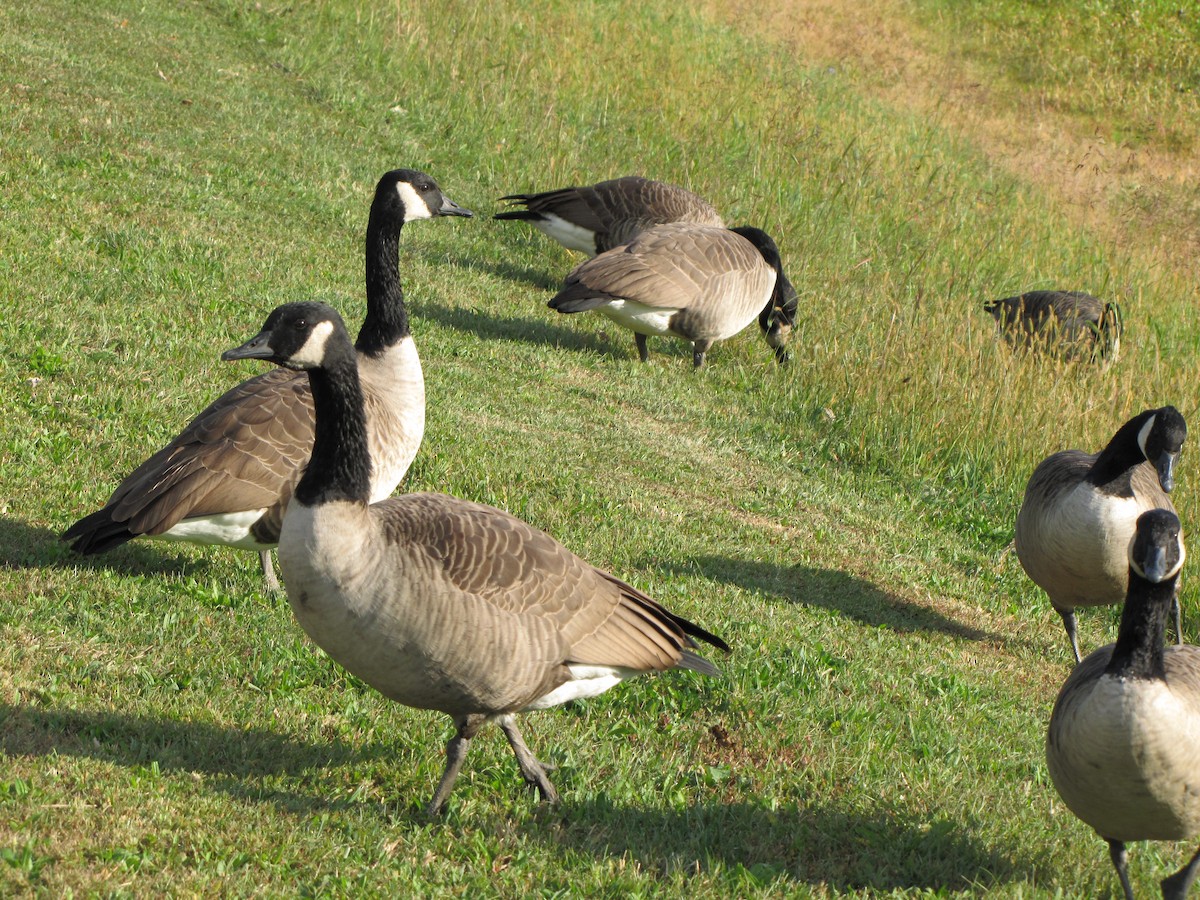 Bernache du Canada - ML644504232