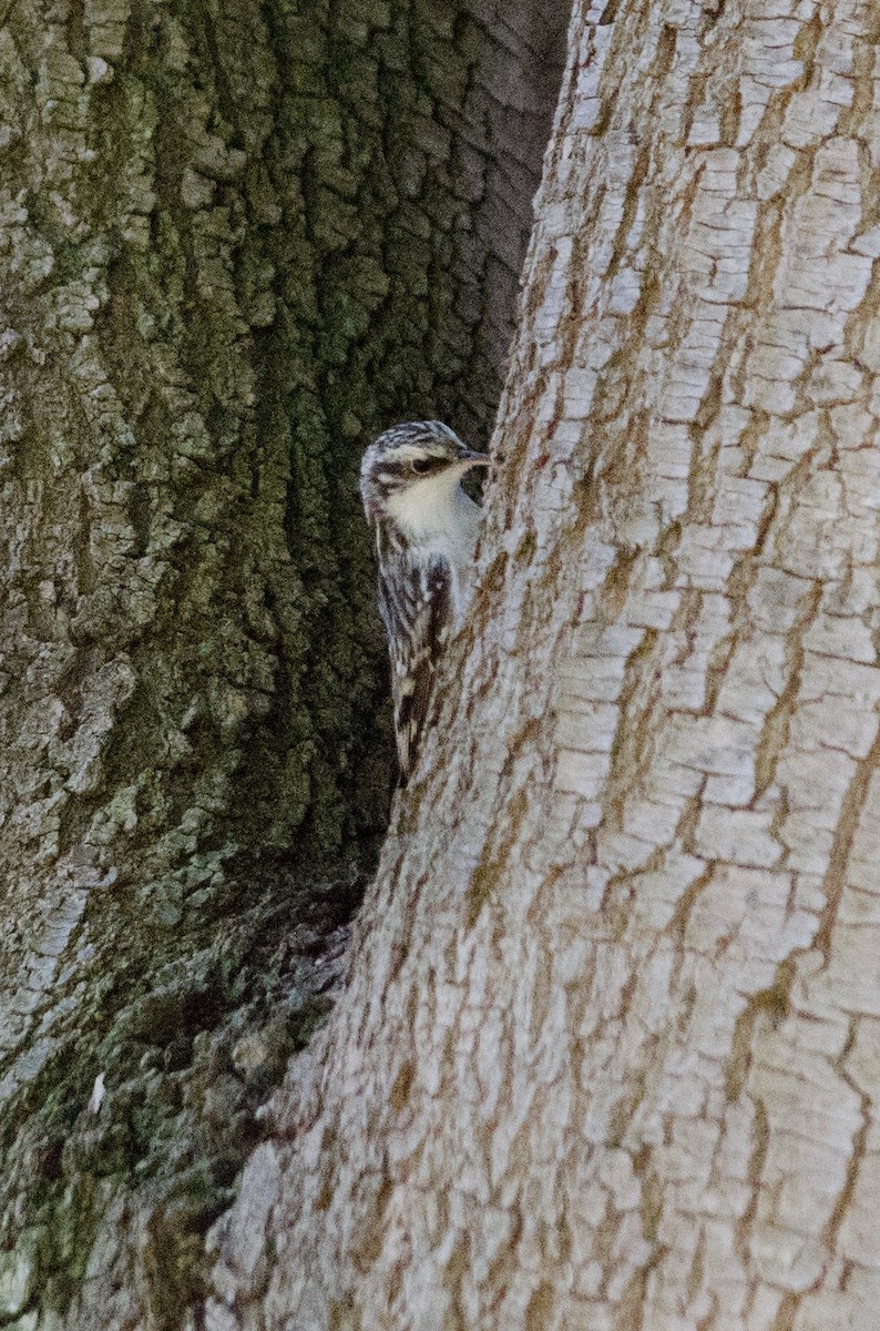Brown Creeper - ML644504233