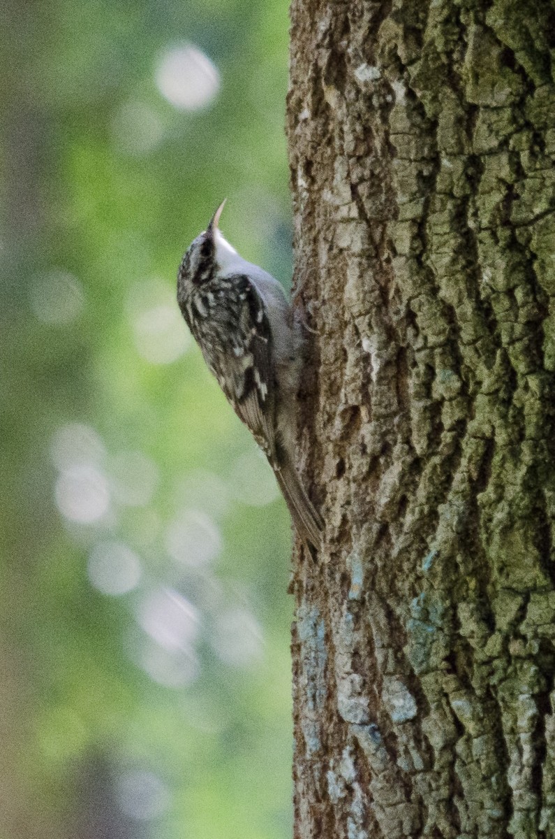 Brown Creeper - ML644504234