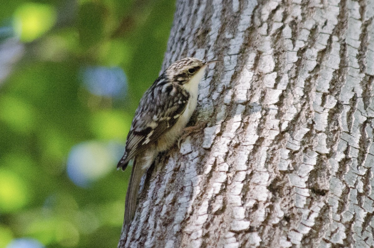 Brown Creeper - ML644504235