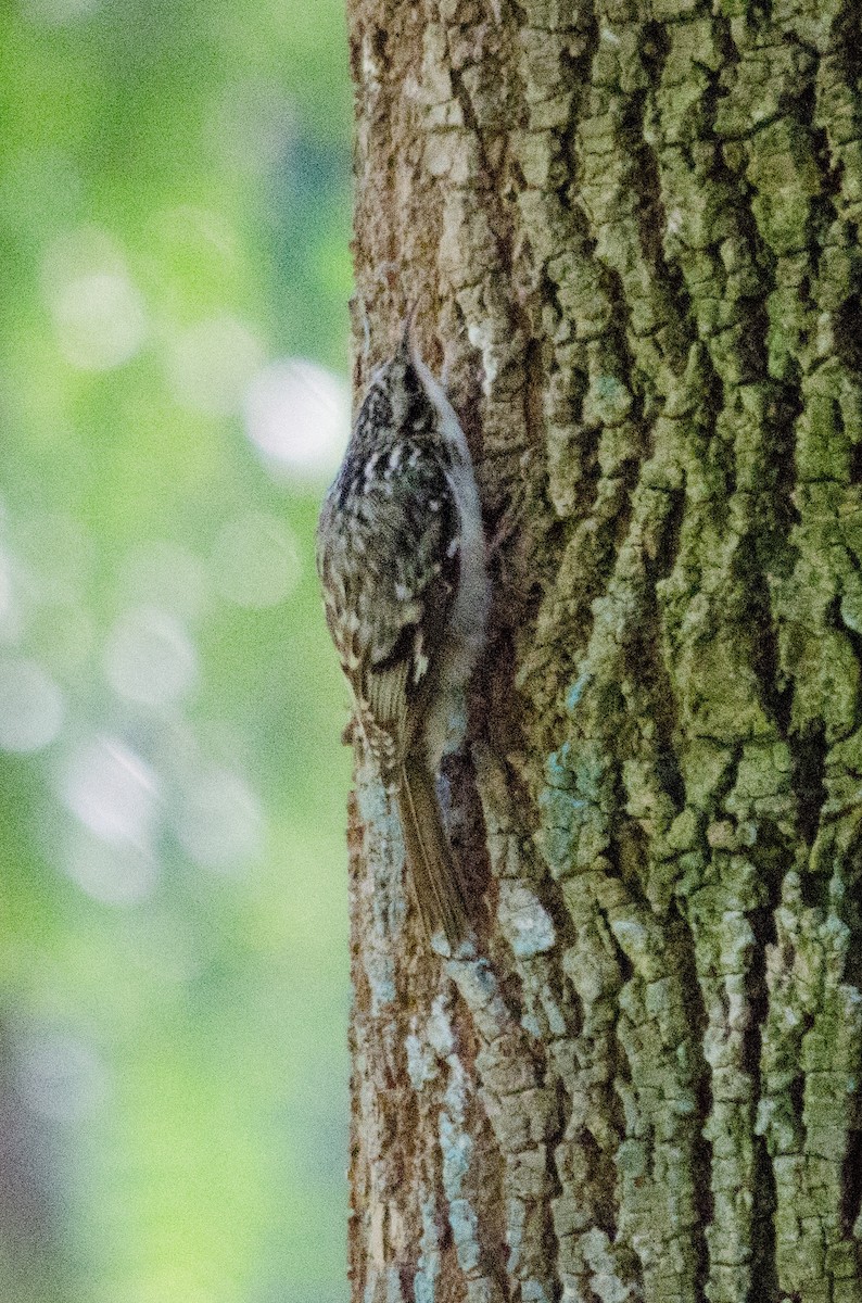 Brown Creeper - ML644504236