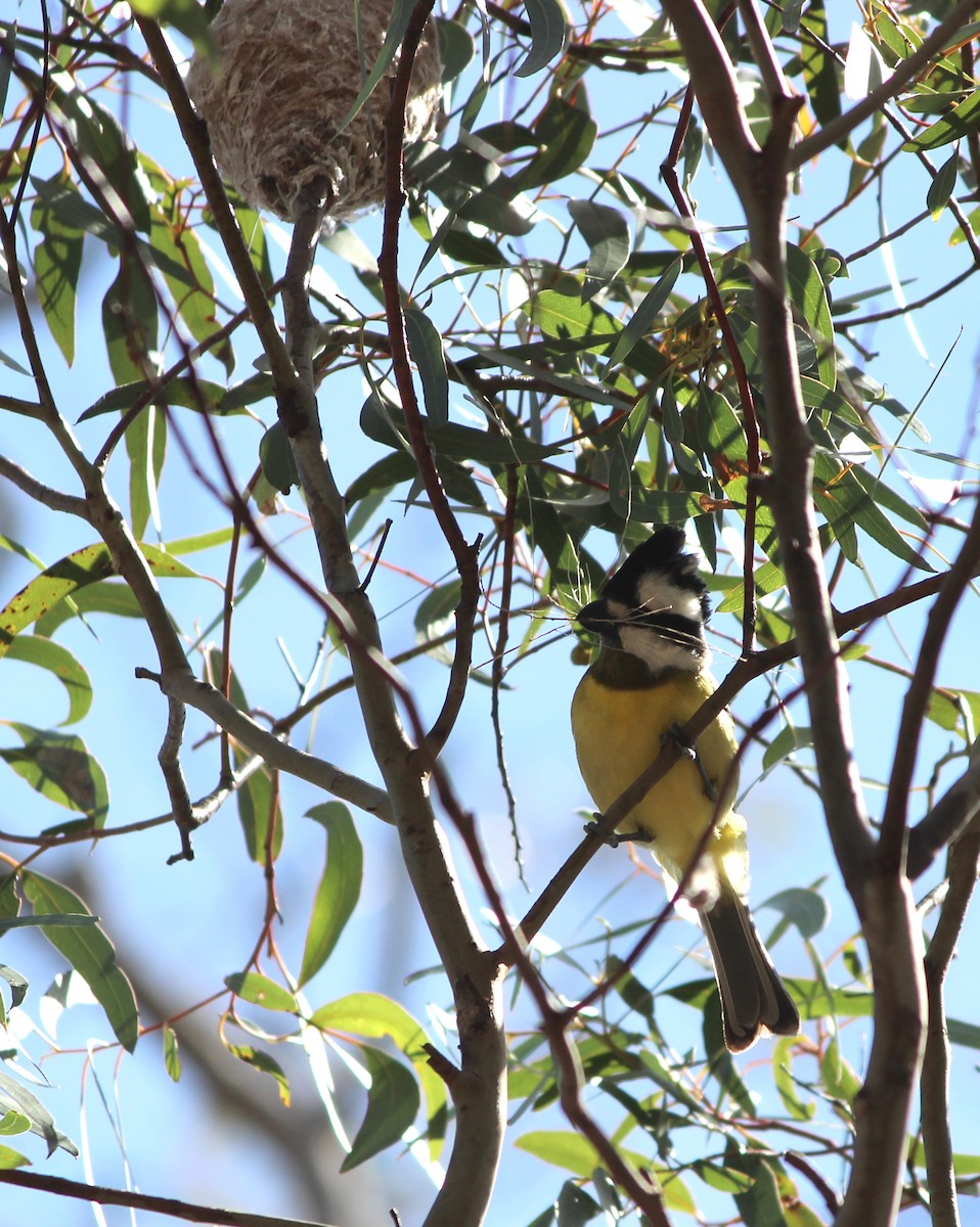 østbarkplystrer - ML644504237