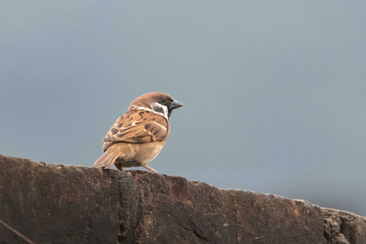 Eurasian Tree Sparrow - ML644504254