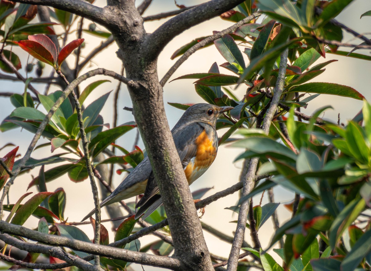 カラアカハラ - ML644504257