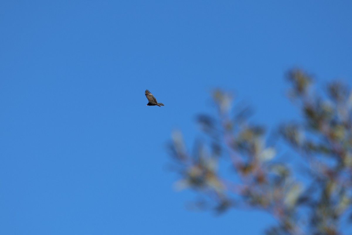 ヒメコンドル - ML644504258