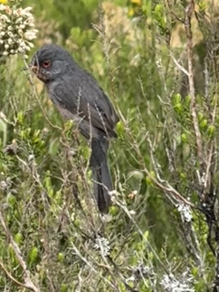 Etze-txinboa - ML644504264