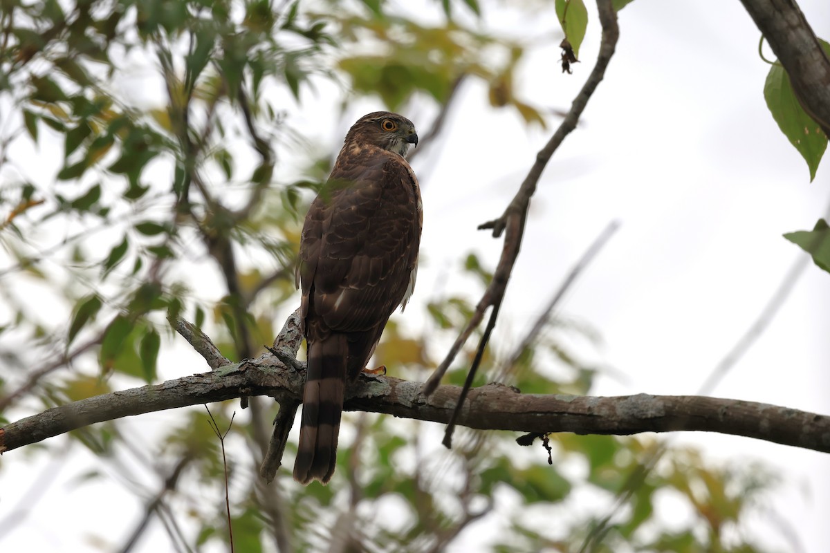 Индийский перепелятник - ML644504280