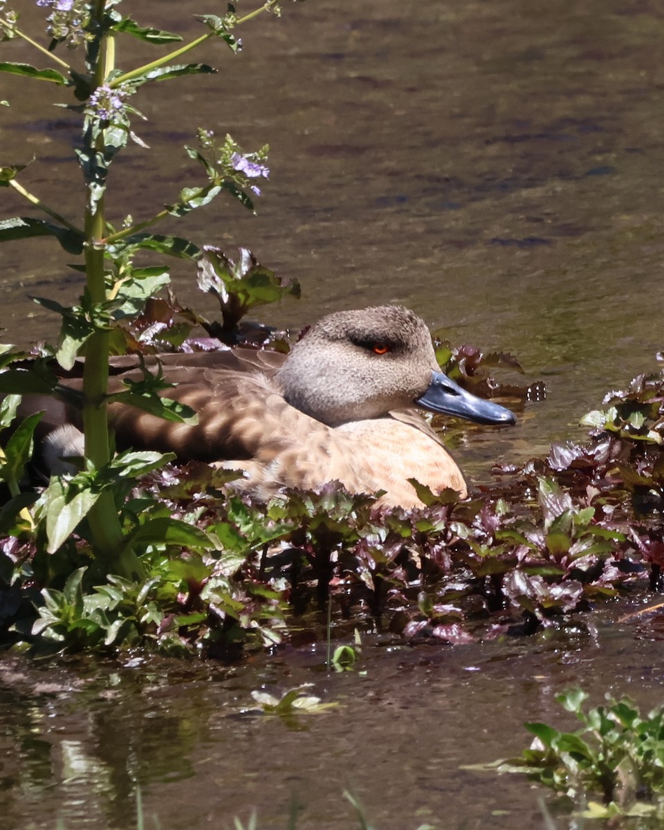 Crested Duck - ML644504281