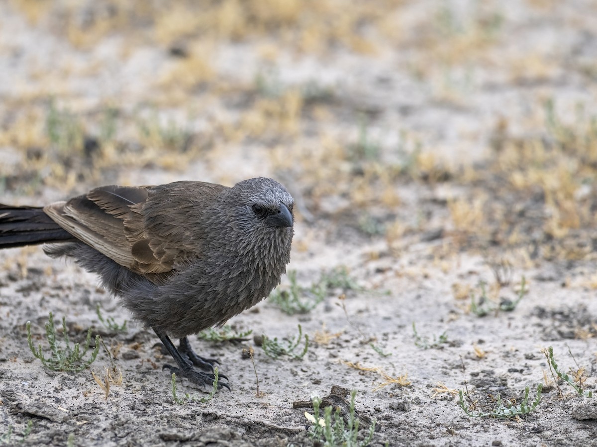 Apostlebird - ML644504286