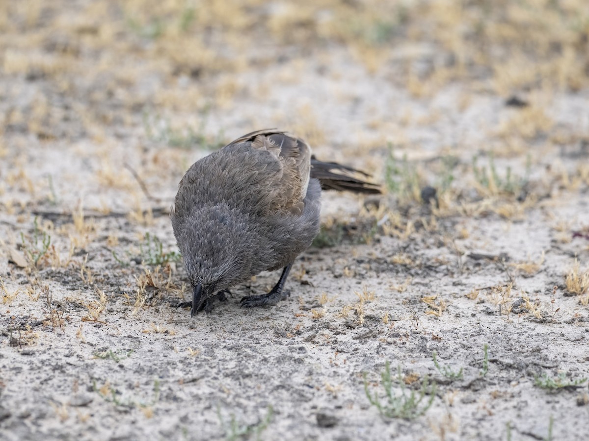 Apostlebird - ML644504287