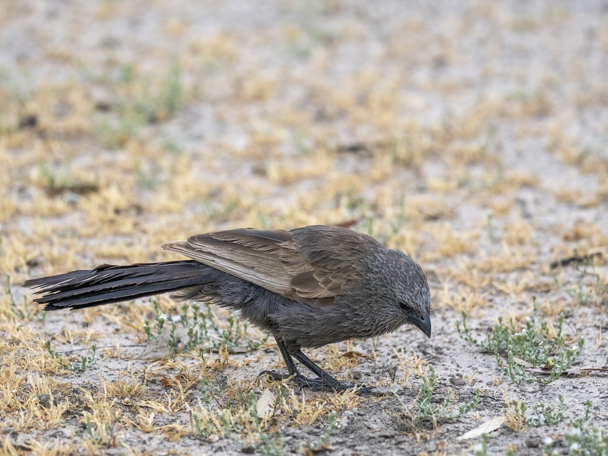 Apostlebird - ML644504288