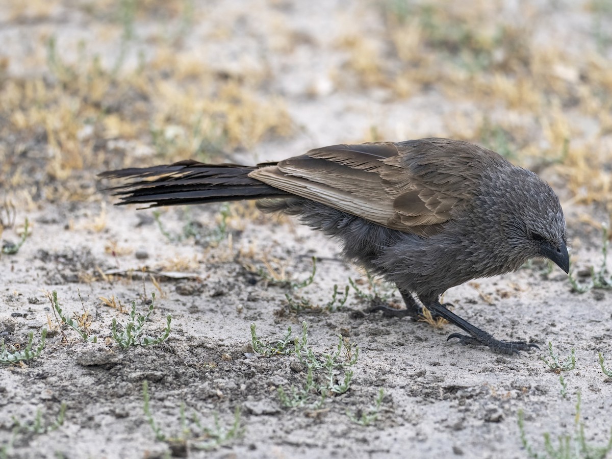 Apostlebird - ML644504289