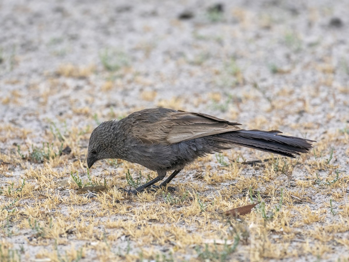 Apostlebird - ML644504290