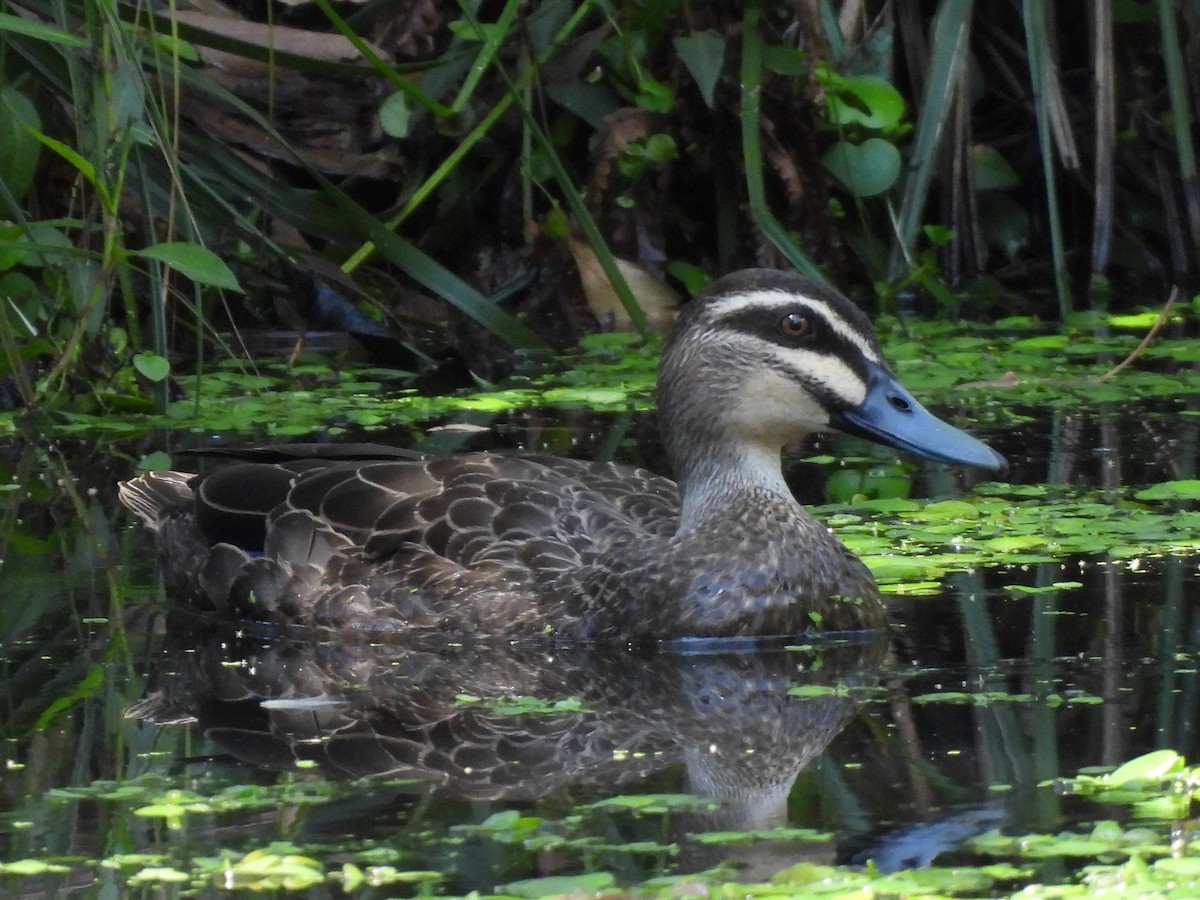 マミジロカルガモ - ML644504294